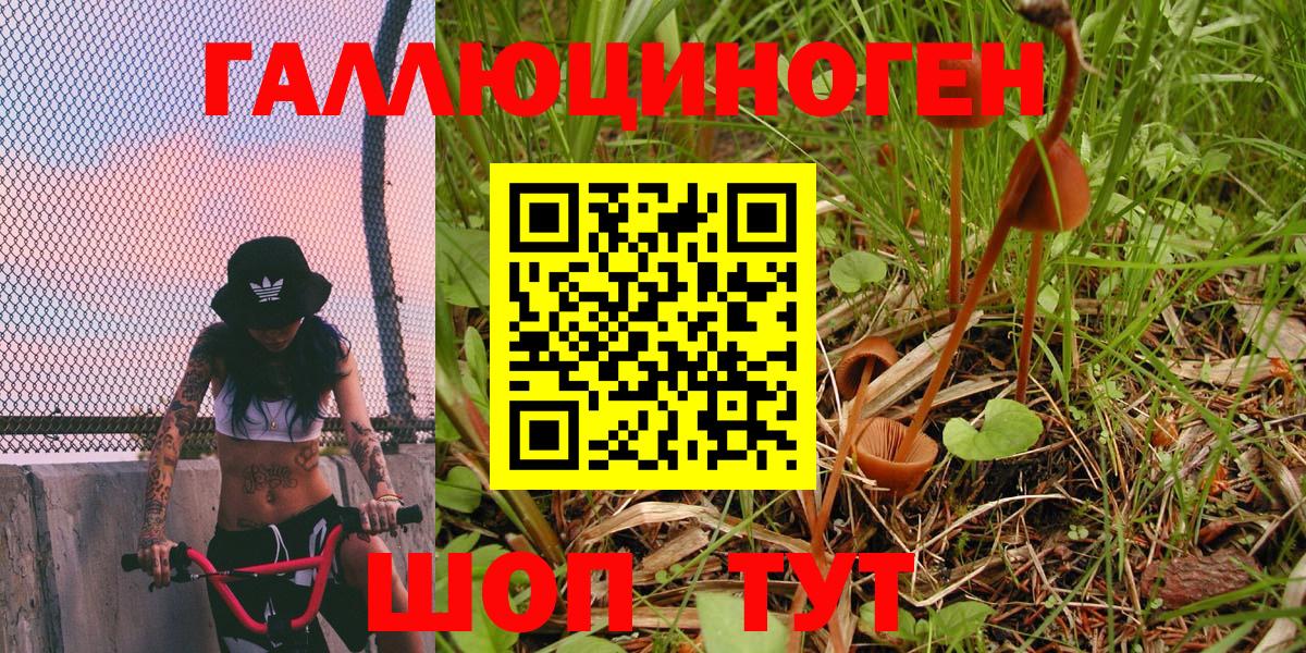 Галлюциногенные грибы Psilocybine cubensis  Малгобек  Псилоцибиновые грибы MAGIC MUSHROOMS 